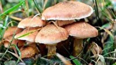از مصرف قارچ های خودرو خودداری کنید