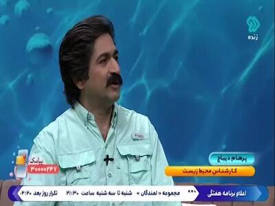 مرجان‌ها در خلیج فارس در حال از بین رفتن هستند!
