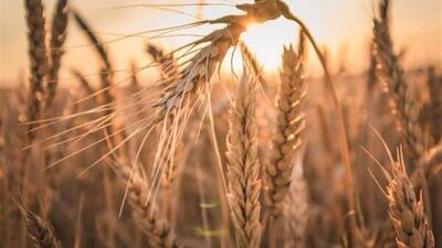 بیش از ۱۴۰ هزار هکتار گندم و جو در گلستان از بین رفت