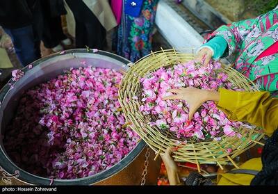 عکس/ جشنواره گلاب و گلابگیری در پارک پرواز