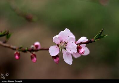 طبیعت بهاری ابهر