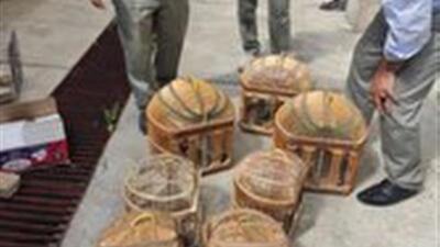 کشف و ضبط ۸ قطعه کبک و ۸ قفس در عملیات مشترک محیط زیست و نیروی انتظامی