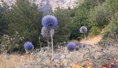 ۶۵۸ هکتار از مراتع همدان پارسال طعمه آتش شد