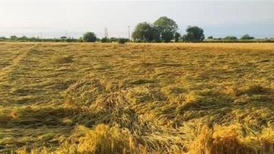 بیش از 8هزار هکتار از باغات قزوین شناسنامه‌دار شدند