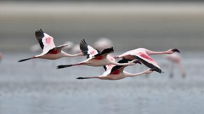 حضور فلامینگو در فرودگاه بجنورد (فیلم)