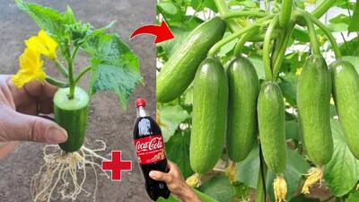 یک روش عالی برای پرورش خیار با نوشابه