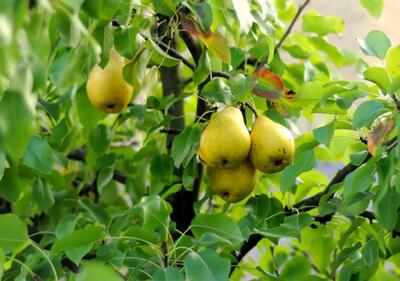 بهترین کود برای رشد سریع درخت گلابی