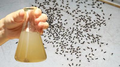 راه حل فوق العاده ساده برای از بین بردن مورچه ها از خانه / فقط با ۲ قطره مورچه ها از بین می روند