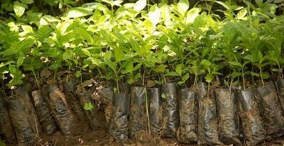 خرید نهال گلدانی میوه و بادام کیسه ای در سالم نهال با تضمین گیرایی 100%