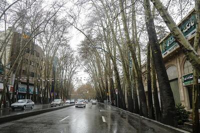 حال چنار‌های خیابان ولیعصر خوب نیست؛ درختان دچار تنش آبی شدیدند