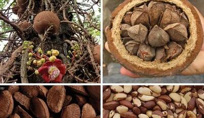 آجیل برزیلی و خطرات آن