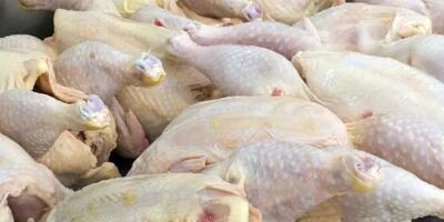 تولید بیش از یک هزار تن گوشت سفید در امیدیه