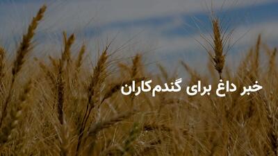 خبر داغ برای گندم‌کاران | احتمال افزایش نرخ خرید تضمینی گندم به ۲۴ هزار تومان در راه است؟