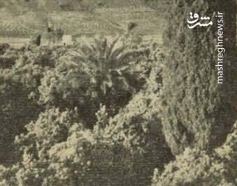 تصویری قدیمی از یک سرو در مدخل بارگاه سعدی