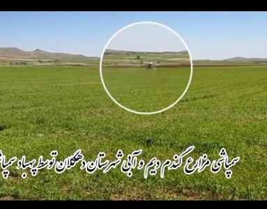 سم‌پاشی مزارع گندم در دهگلان