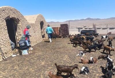 واکسیناسیون ۲ هزار راس دام سبک در رزمایش جهادی دامپزشکی یزد