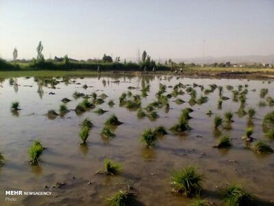 ۱۳۰۰ هکتار شالیزار در محمودآباد آماده نشا شده است
