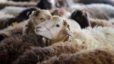 کشف ۶۱ رأس گوسفند قاچاق در نائین