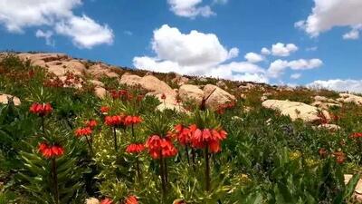 برخورد با عوامل چیدن لاله‌های واژگون در سپیدان در دستور کار منابع طبیعی فارس