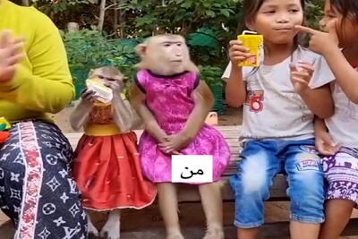 آواز شاد؛ میمونو برق گرف شروع کرد رگباری دست زدن و رقصیدن عمرا ببینی خنده اتو نگهداری