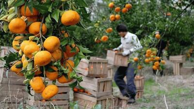 ۲ درصد ارزش صادرات مازندران را مرکبات تشکیل می دهد