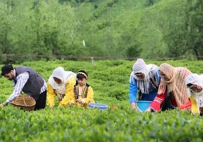 چالش چایکاران شمال: از تأخیر تسهیلات تا تبلیغات چای خارجی - تسنیم