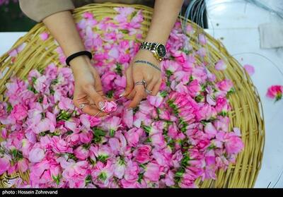 جشنواره گلاب و گلابگیری در پارک پرواز- عکس خبری تسنیم | Tasnim