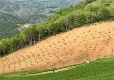 طرح نجات جنگل‌های زاگرس آغاز شد - تسنیم