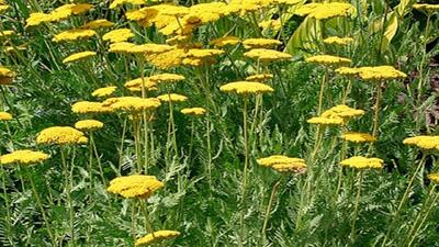 برخورد قضایی با برداشت کننده نامتعارف گیاهان دارویی در مراغه