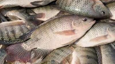 توسعه پرورش ماهی تیلاپیا + فیلم