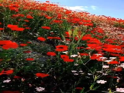 نمایی از دشت گل در زاگرس زیبا