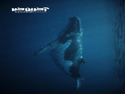 نهنگ های Humpback را ببینید