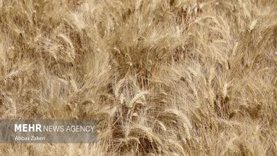 مقدمات کار خرید گندم از کشاورزان لرستانی فراهم شده است