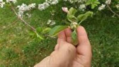 سرما و یخبندان ۵ تا ۸۰ درصد به محصولات باغی استان خسارت وارد کرده است