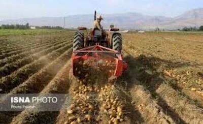 آغاز برداشت ۱۹ هزار تن سیب‌زمینی از مزارع حاجی‌آباد