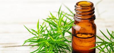 فواید و خواص روغن درخت چای برای واژن+ قیمت روغن درخت چای اصل