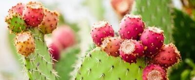 8 خاصیت میوه کاکتوس/ از تقویت قوای جنسی تا رفع یبوست