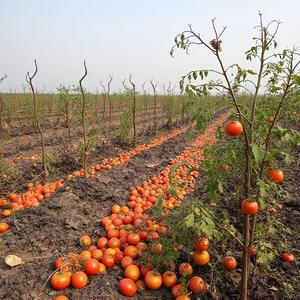 کمبود صنایع تبدیلی ،حلقه گمشده کشاورزی هرمزگان