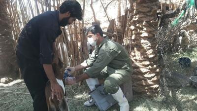 ۴۵ هزار دام سبک فهرج بر علیه بیماری طاعون واکسینه می شوند