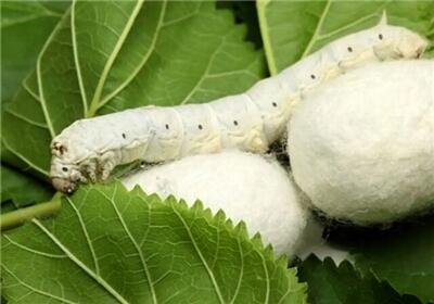 توزیع بیش از ۱۱۰ جعبه تخم نوغان کاشمر