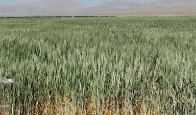 آفت سن گندم؛ تهدیدی مخرب برای غلات ایلام
