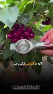 میوه تابستانی که بمب عضله سازی است را بشناس + فیلم