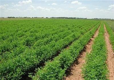 همکاری خراسان جنوبی و فراه افغانستان زمینه‌ساز توسعه اقتصادی - تسنیم