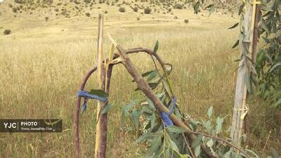 قلع و قمع ۱۸۰ اصله درخت در روستای منگنان باغملک