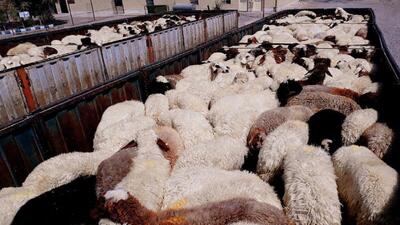 ۲۲ پرونده قاچاق دام در کردستان تشکیل شد