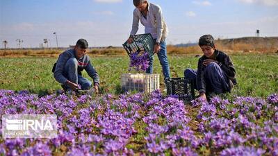افزایش ۳۷ درصدی کشت زعفران در کرمانشاه