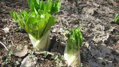 ردپای جویندگان سود در معدن طلای سبز زاگرس