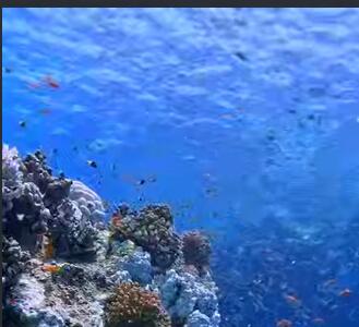 آکواریوم زنده و زیبا