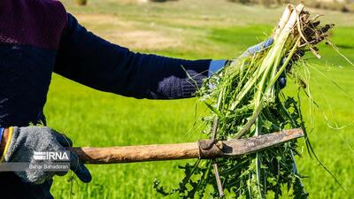 زنگ خطر انقراض؛ گیاهان دارویی ایلام در تنگنای برداشت بی‌رویه
