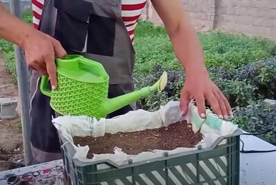 نحوه کاشت تره در خانه / سبزی تره را در خانه کاشت کنید